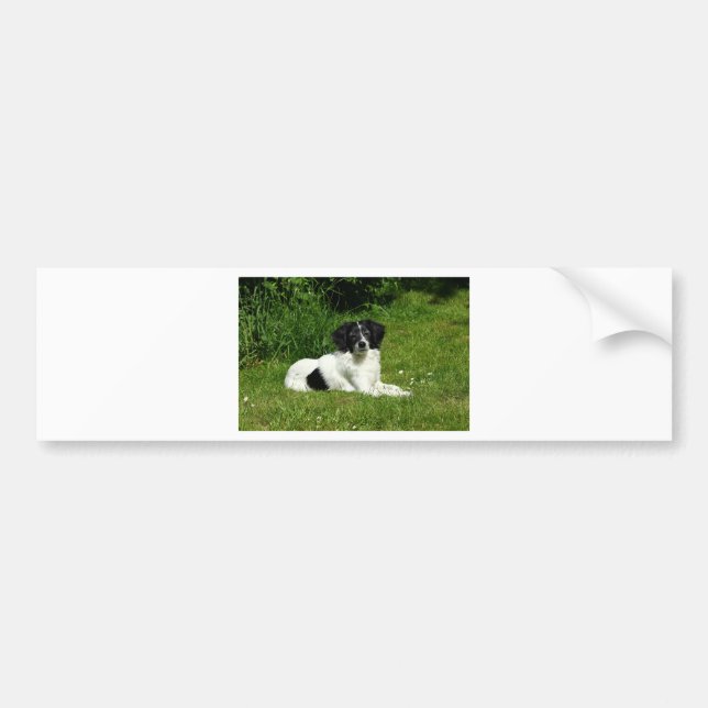 Autocollant De Voiture Bordure Collie (Devant)