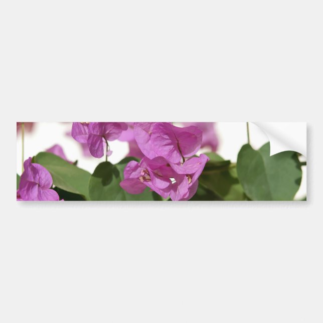 Autocollant De Voiture Bougainvillée (Devant)