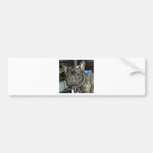 Autocollant De Voiture bouledogue français brindle