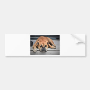 Autocollant De Voiture Bull Dog