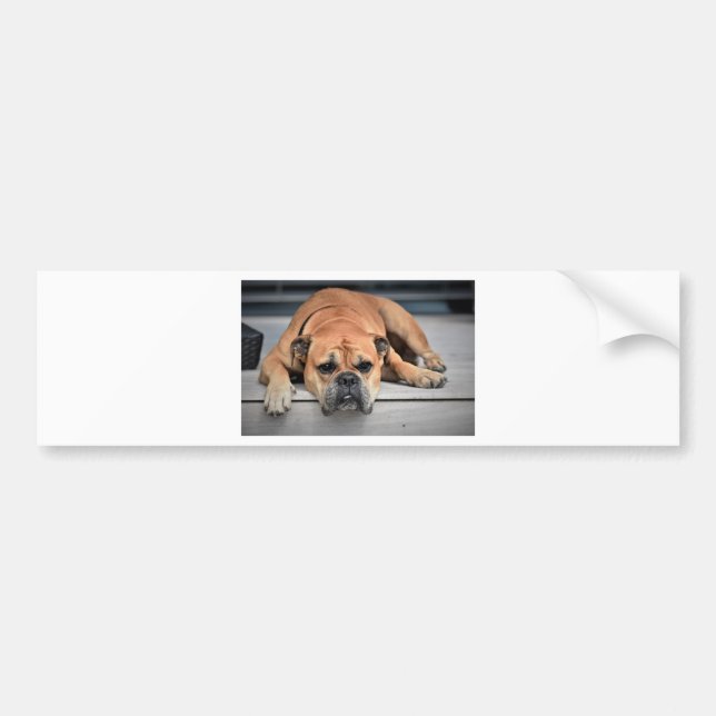Autocollant De Voiture Bull Dog (Devant)