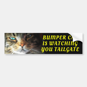 Autocollant De Voiture Bumper Cat regarde TAILGATE Police Gras