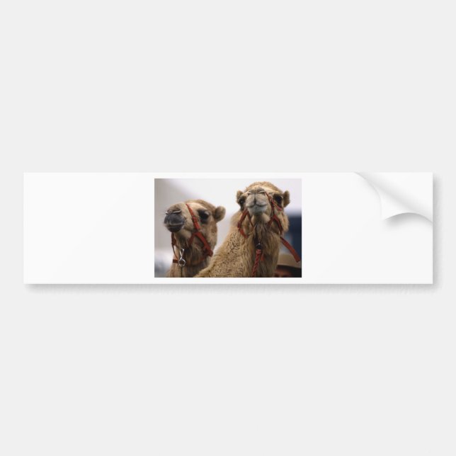 Autocollant De Voiture Camels (Devant)