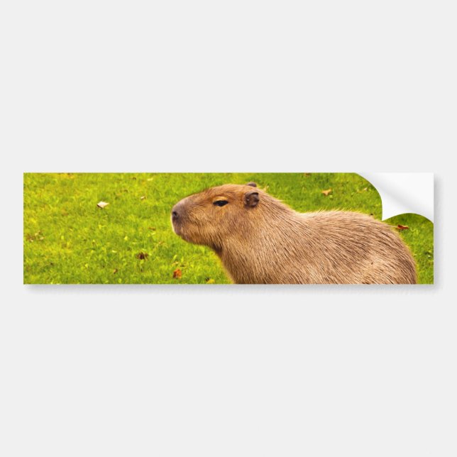 Autocollant De Voiture Capybara (Devant)