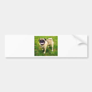 Autocollant De Voiture carlin de sourire de chien mignon