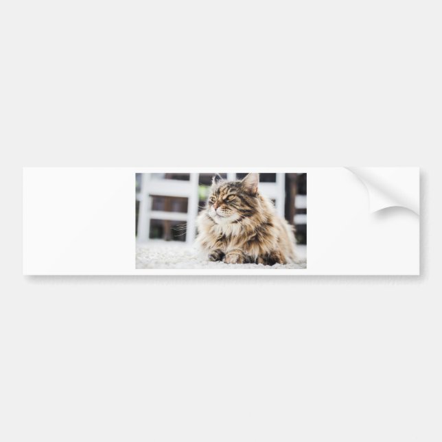 Autocollant De Voiture Chat profondément dans la pensée (Devant)