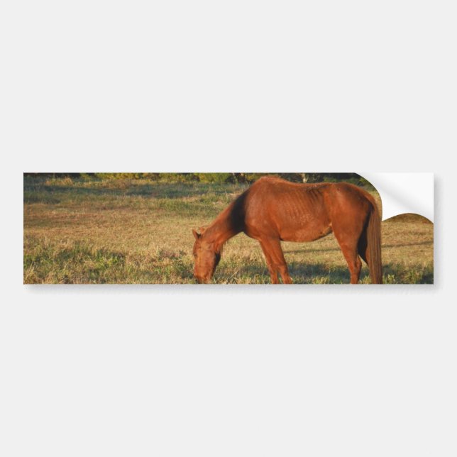 Autocollant De Voiture Cheval Brown aux pins (Devant)