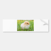 Chick