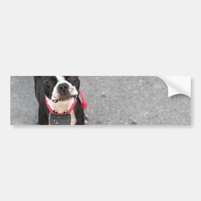 Autocollant De Voiture Chien de Boston Terrier (Devant)