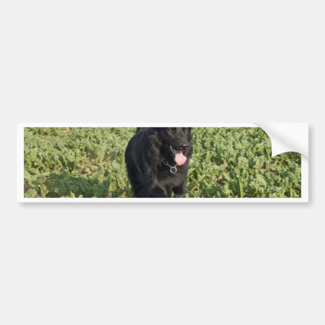 Autocollant De Voiture Chien noir (Devant)
