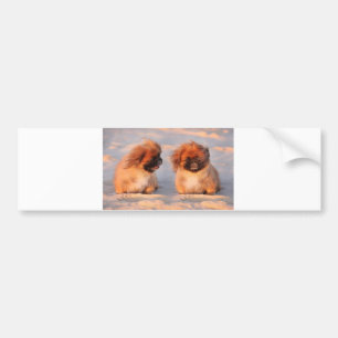Autocollant De Voiture Chiens mignons de Pekingese