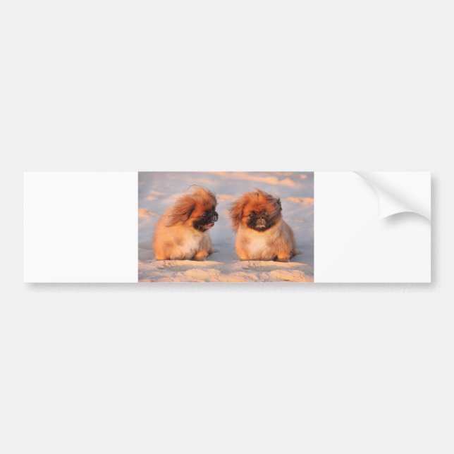 Autocollant De Voiture Chiens mignons de Pekingese (Devant)