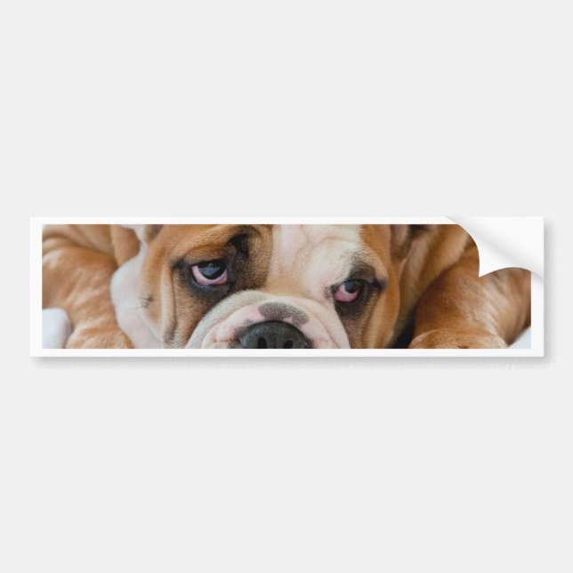Autocollant De Voiture Chiot anglais de bouledogue (Devant)