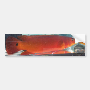 Autocollant De Voiture Cichlid rouge de Pike