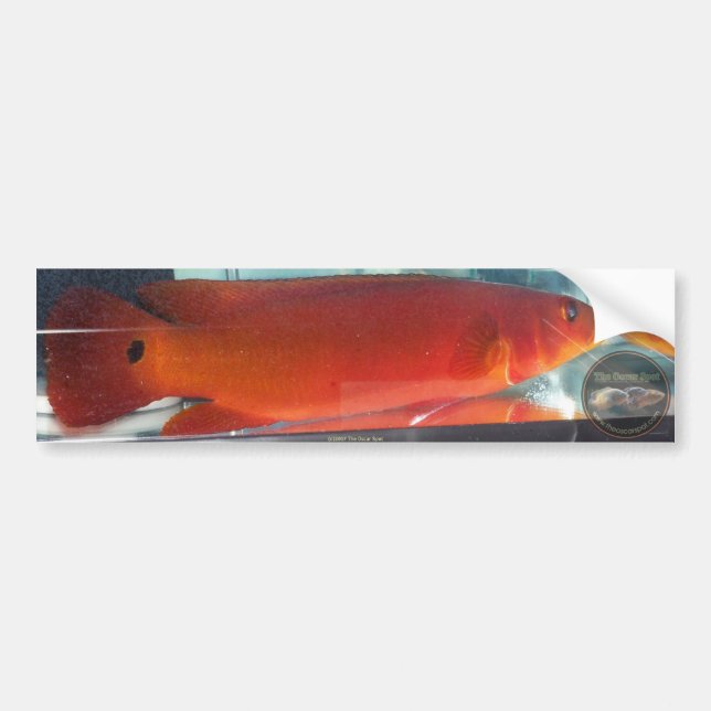 Autocollant De Voiture Cichlid rouge de Pike (Devant)
