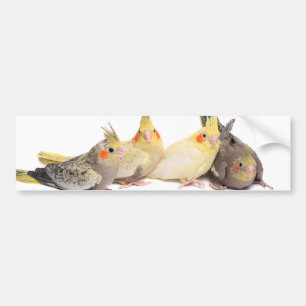 Autocollant De Voiture Cockatiels