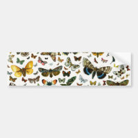 Collage des papillons de nuit et des papillons de