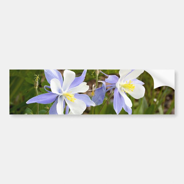 Autocollant De Voiture Columbine (Devant)