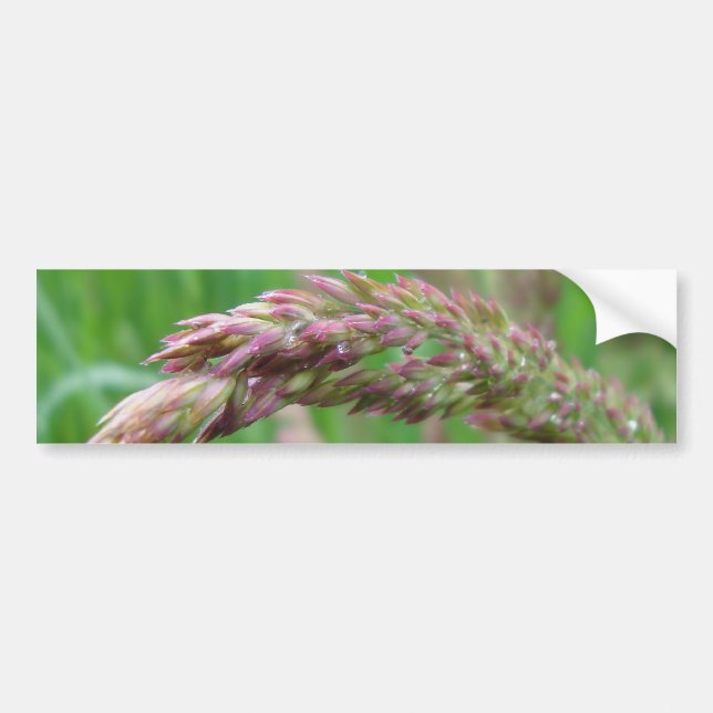 Autocollant De Voiture Comment l'herbe pousse Sticker pare-chocs (Devant)