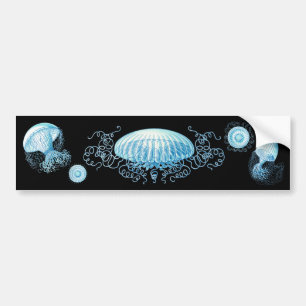 Autocollant De Voiture Conception de la méduse Haeckel