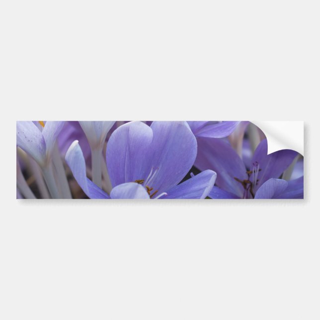 Autocollant De Voiture Crocus (Devant)