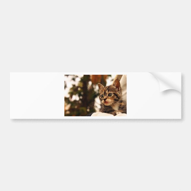 Autocollant De Voiture Cute Kitten (Devant)