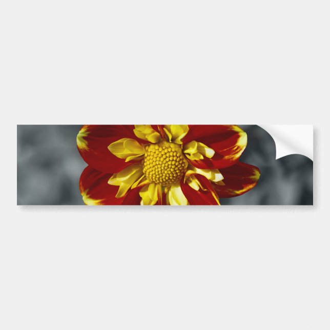 Autocollant De Voiture Dahlia (Devant)