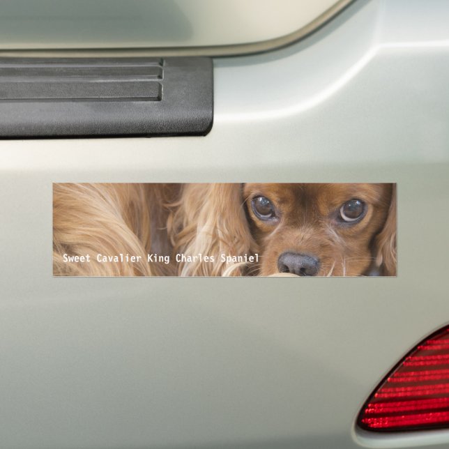 Autocollant De Voiture Douce Ruby Cavalier King Charles Spaniel (En voiture)