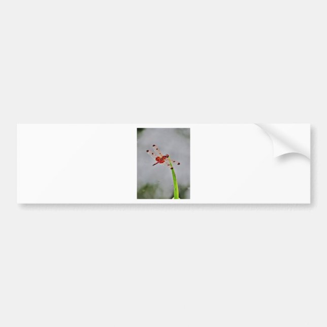 AUTOCOLLANT DE VOITURE DSC00029.JPG (Devant)