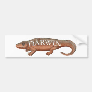 Autocollant De Voiture Évolution de Darwin Tetrapod