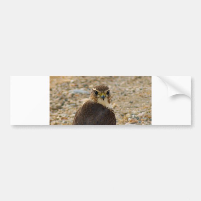 Autocollant De Voiture Faucon de pigeon (Devant)
