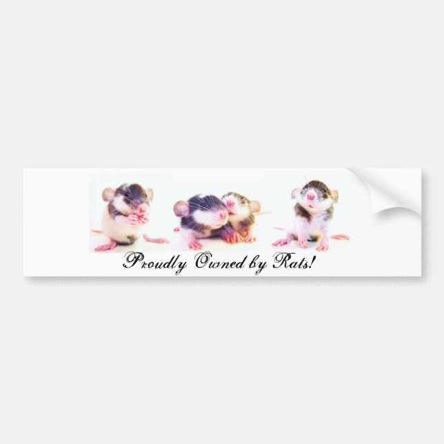 Autocollant De Voiture Fièrement possédé par des rats ! (Devant)