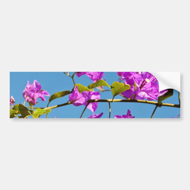 Autocollant De Voiture Fleurs de bougainvillée (Devant)