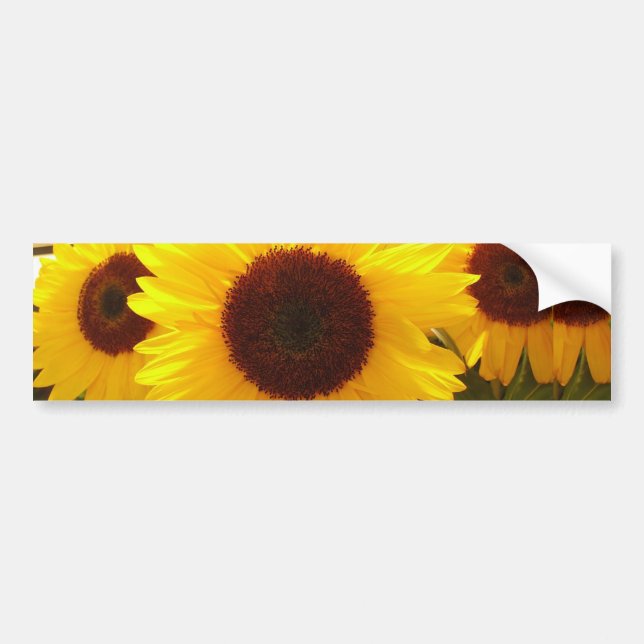 Autocollant De Voiture Fleurs de soleil (Devant)