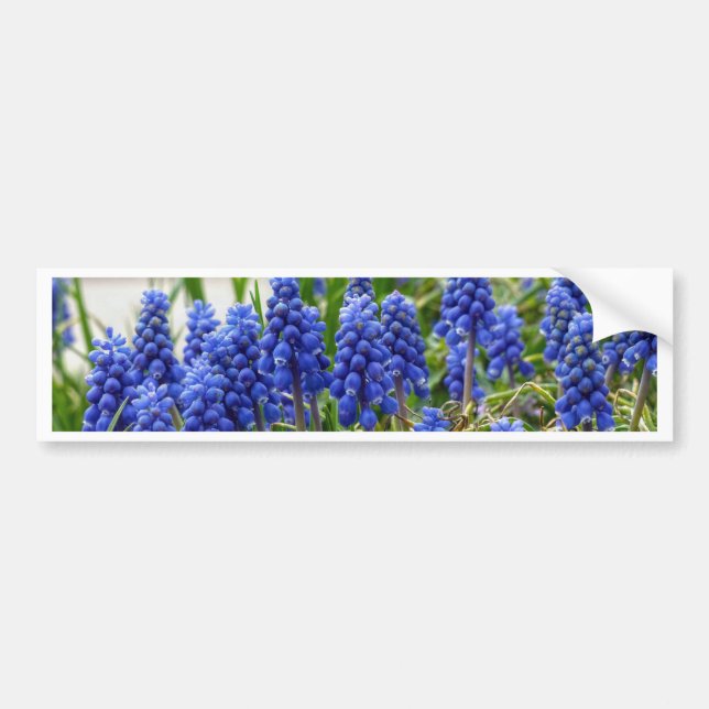 Autocollant De Voiture Grape Hyacinth (Devant)