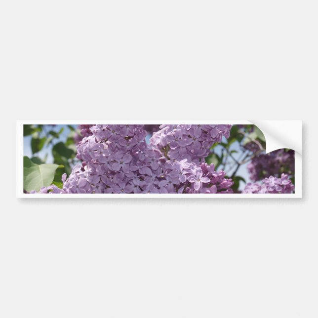 Autocollant De Voiture Groupe lilas (Devant)