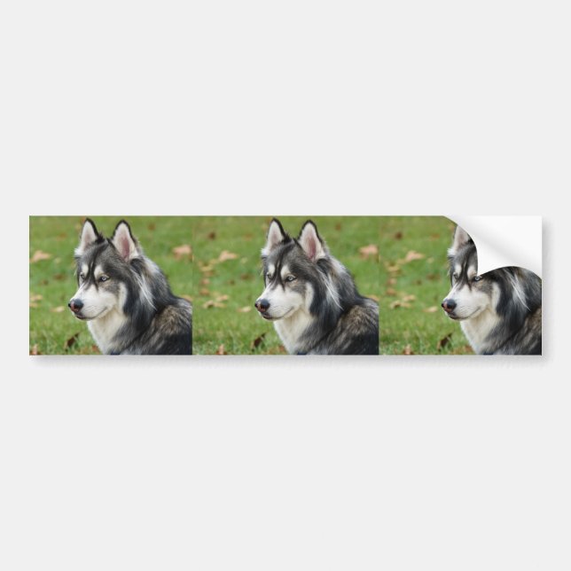 Autocollant De Voiture Husky (Devant)