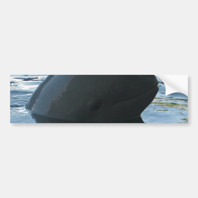 Autocollant De Voiture Irrawaddy Dolphin Peek-A-Boo (Devant)