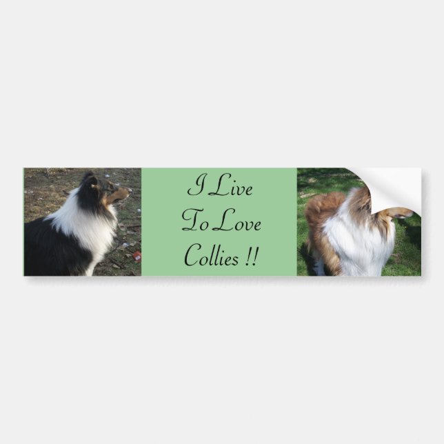 Autocollant De Voiture Je Vis Pour AimerCollies ! ! (Devant)