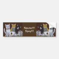 Kittens Neuter Spay