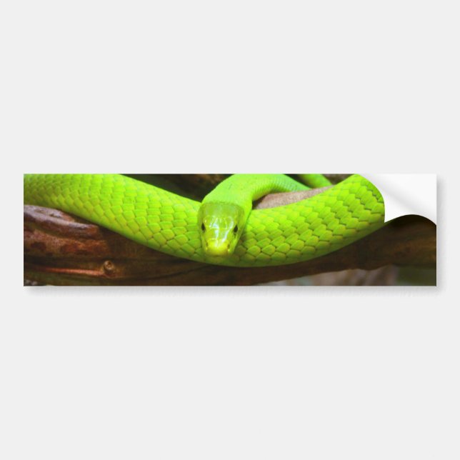 Autocollant De Voiture Le Serpent Green Mamba Animal Scary Party Destinée (Devant)