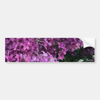 lilas rose violet | photo florale rose romantique