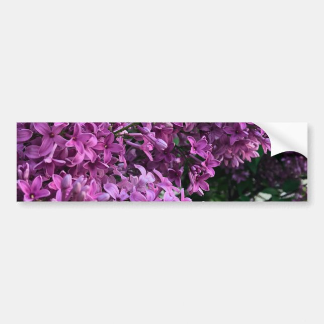Autocollant De Voiture lilas rose violet | photo florale rose romantique (Devant)