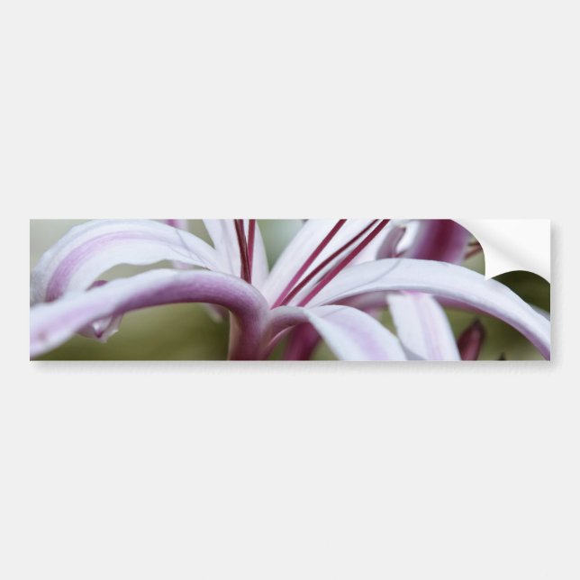 Autocollant De Voiture Lily (Devant)