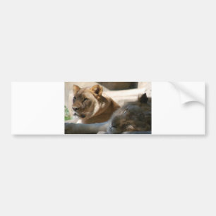 Autocollant De Voiture Lions africaines