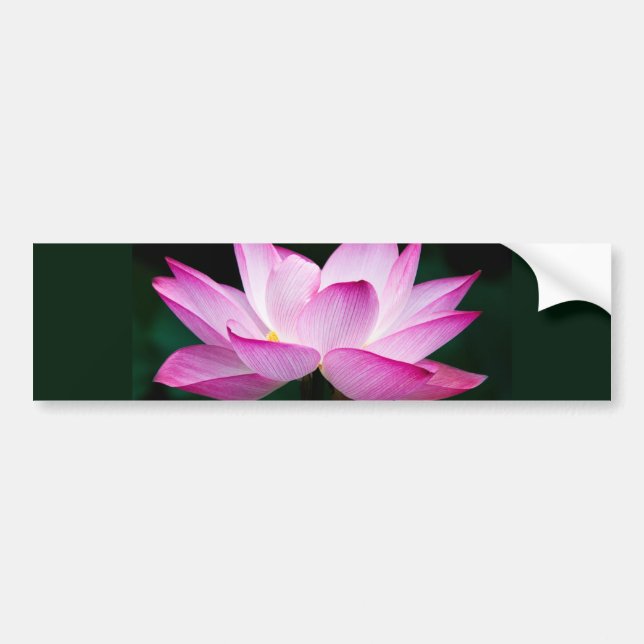 Autocollant De Voiture Lotus rose (Devant)