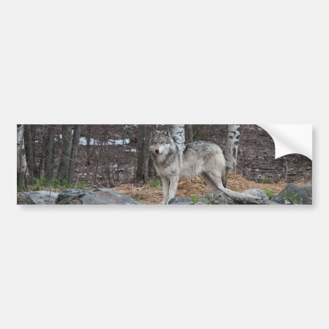 Autocollant De Voiture Loup gris (Devant)