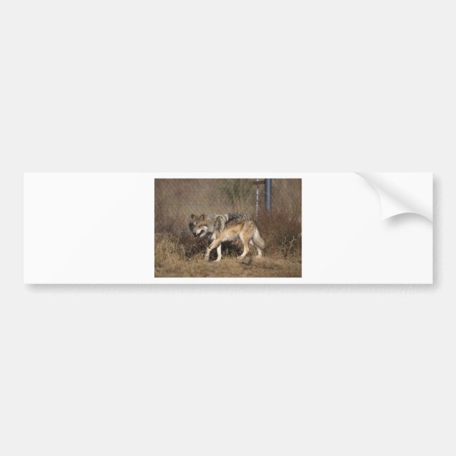 AUTOCOLLANT DE VOITURE LOUPS (Devant)