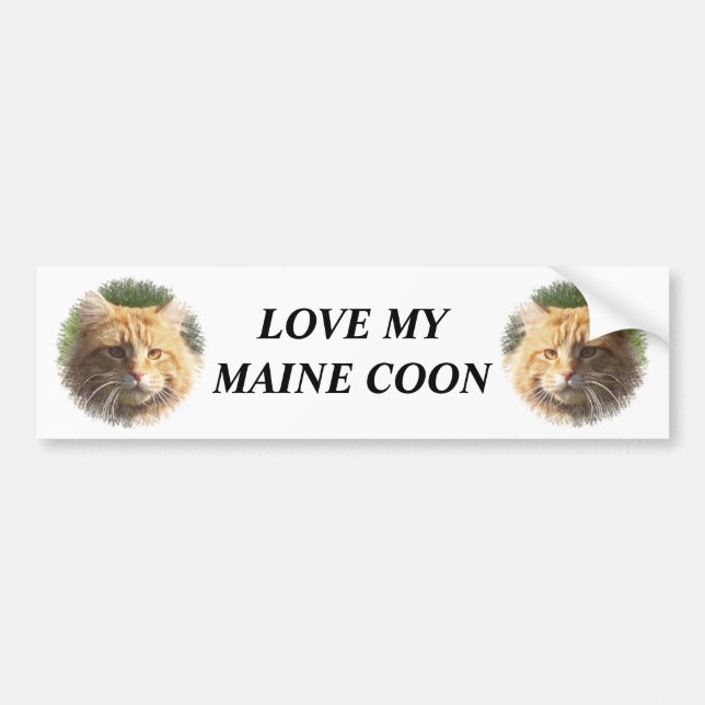 Autocollant De Voiture maine coon (Devant)