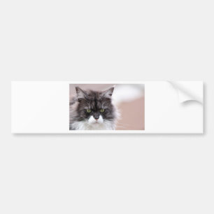 Autocollant De Voiture Maine Coon